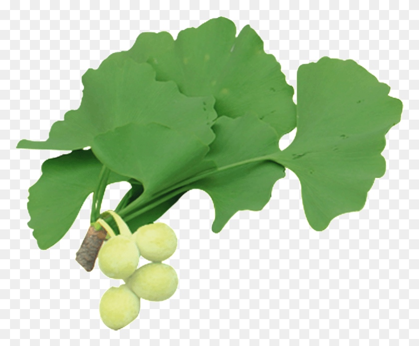 784x638 Free Ginkgo Ginkgo Ginkgo Fruit Banner, Plant, Leaf, Grapes HD PNG Download
