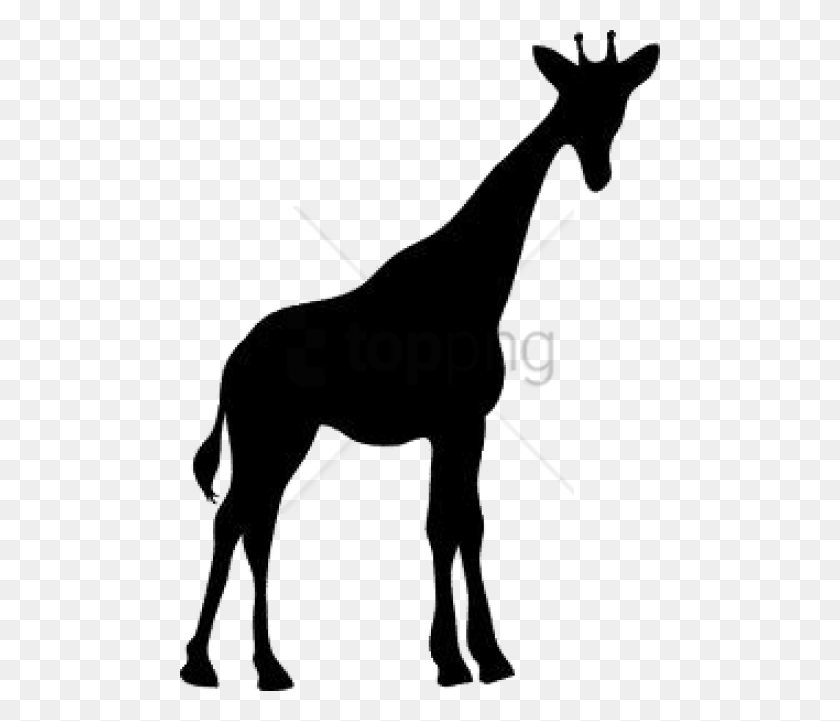 480x661 Free Giraffe Image With Transparent Background Giraffe Silhouette Clip Art, Animal, Stencil HD PNG Download