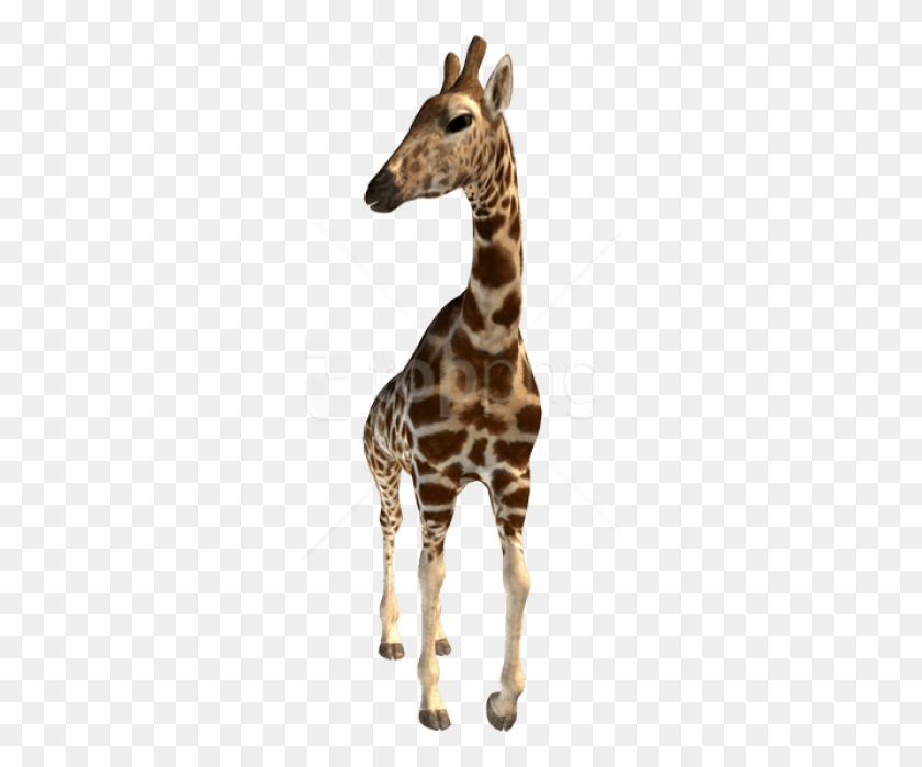 295x639 Free Giraffe Images Background Giraffe With No Background, Wildlife, Mammal, Animal HD PNG Download