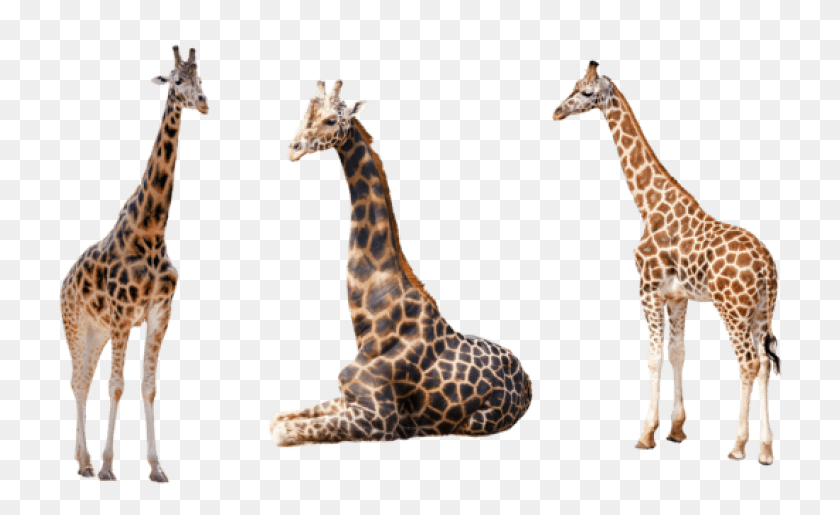 726x455 Free Giraffe Images Background Giraffes With White Background, Wildlife, Mammal, Animal HD PNG Download