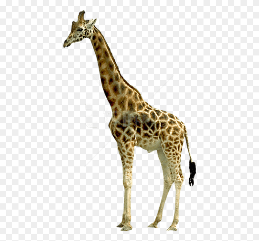 436x722 Free Giraffe Images Transparent Giraffe, Wildlife, Mammal, Animal HD PNG Download