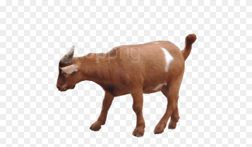 472x430 Free Goat Images Transparent Brown Goats, Mammal, Animal, Cow HD PNG Download