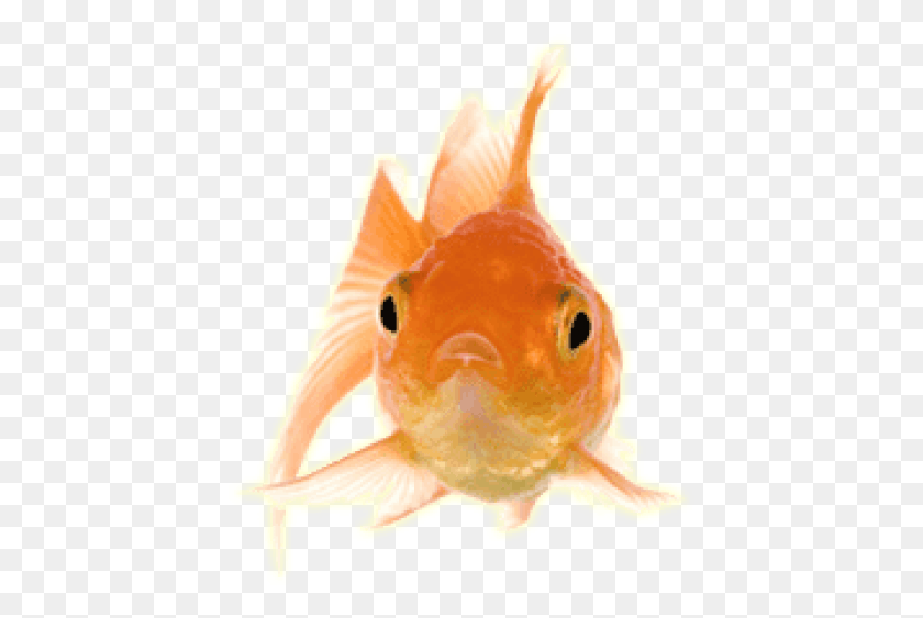 425x503 Free Gold Fish Front Images Background Transparent Goldfish Gif, Animal, Bird HD PNG Download