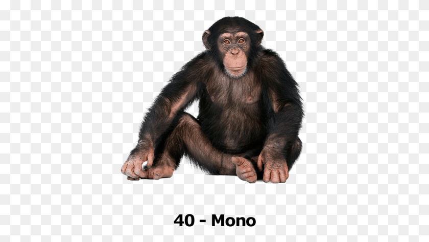 370x413 Descargar Png Gorila Chimpancé Común Primate Ngamba Mono, Mono, La Vida Silvestre, Mamífero Hd Png