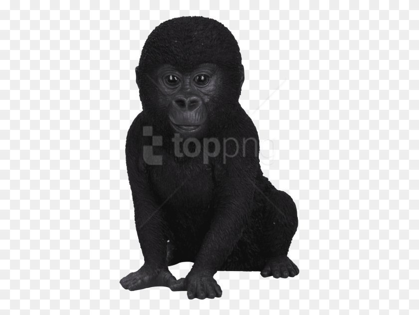 363x571 Free Gorilla Images Background Baby Gorilla No Background, Ape, Wildlife, Mammal HD PNG Download