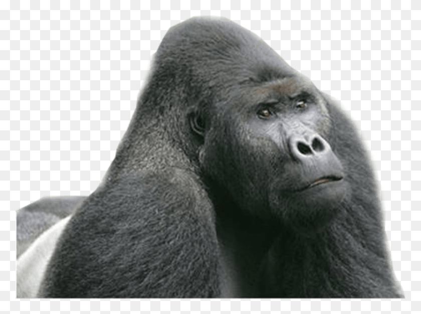 838x609 Free Gorilla Images Background Eastern Lowland Gorilla, Ape, Wildlife, Mammal HD PNG Download
