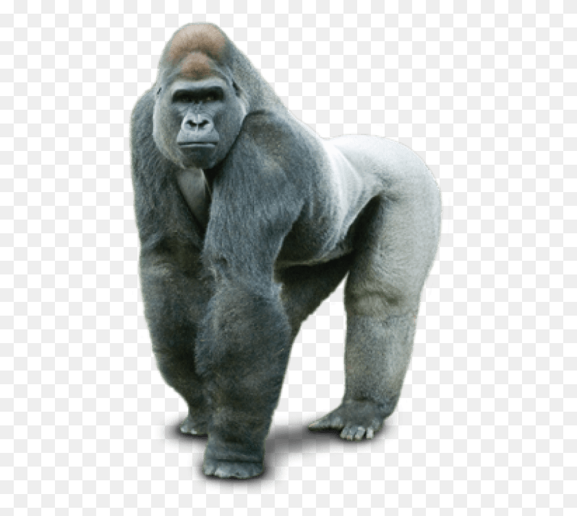 472x692 Free Gorilla Images Background Gorilla Transparent Background, Mammal, Animal, Wildlife HD PNG Download