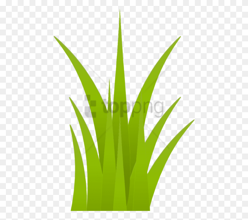 480x685 Free Grass Images Background Images Grama Safari, Plant, Leaf, Swallow HD PNG Download