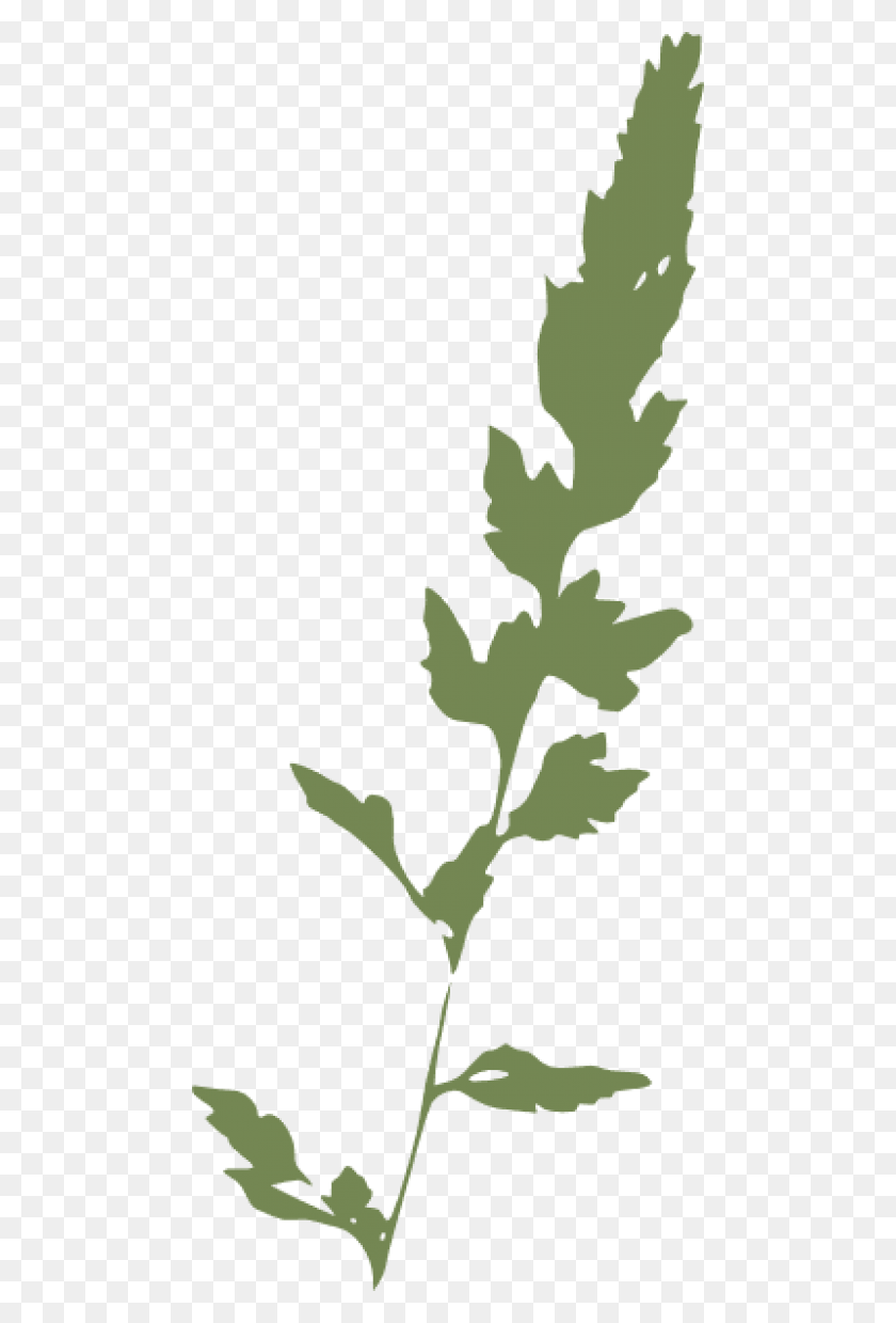 480x1179 Бесплатные Изображения Травы Фоновые Изображения Трава Клипарт, Лист, Растение, Растительность Hd Png Скачать