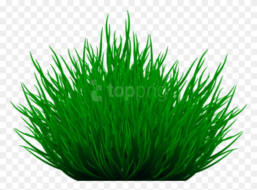 847x613 Free Grass Path Images Background Illustration, Plant, Green, Vegetation HD PNG Download
