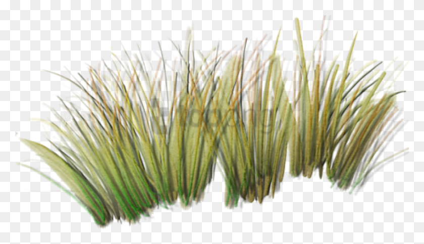 850x462 Free Grass Plants Image With Transparent Background Grass Plant Texture, Pollen, Anther, Flower HD PNG Download