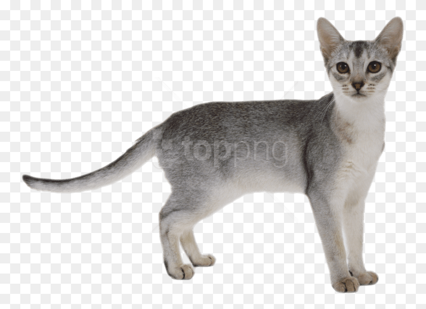 755x550 Free Gray Cat Images Background Cat, Abyssinian, Pet, Mammal HD PNG Download