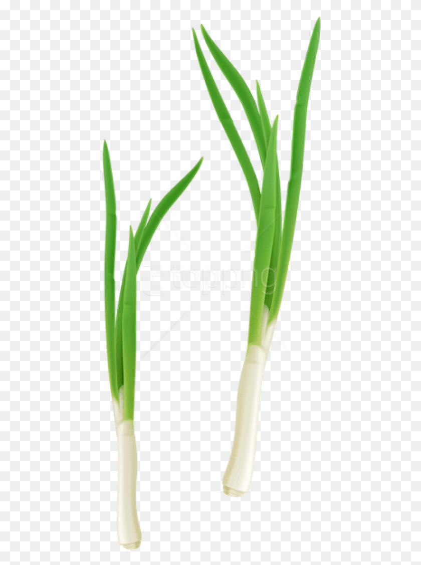 440x1067 Free Green Fresh Onion Images Background Leek, Plant, Vegetable, Food HD PNG Download