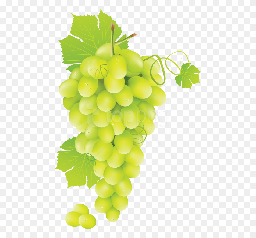 480x719 Free Green Grapes Clipart Photo Green Grape Vine, Fruit, Plant, Food HD PNG Download
