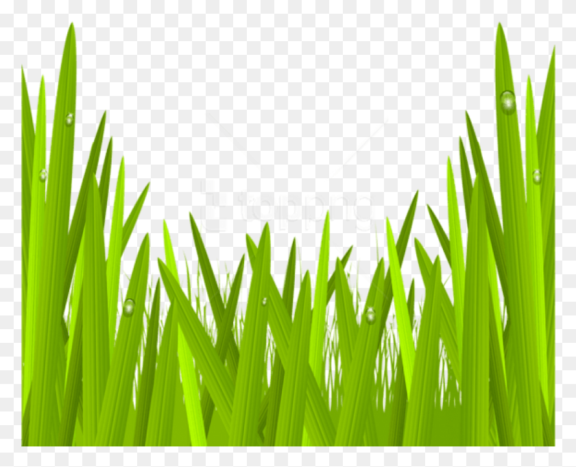 823x656 Free Green Grass Transparent Images Green Grass Clipart Transparent, Plant, Lawn HD PNG Download