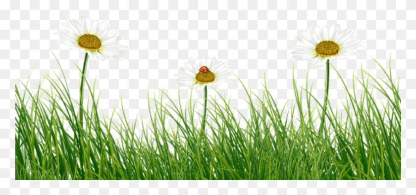 851x365 Free Green Grass With Daisies And Ladybug Portable Network Graphics, Plant, Daisy, Flower HD PNG Download