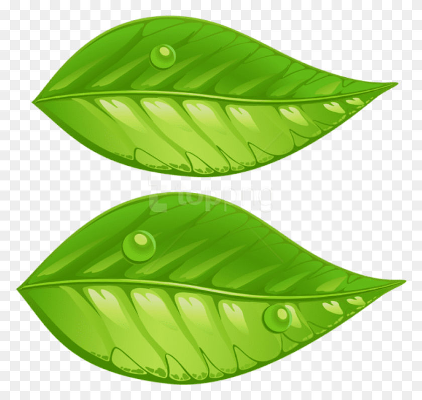 837x792 Free Green Leaves Images Background Green Leaves Clip Art, Leaf, Plant, Flower HD PNG Download