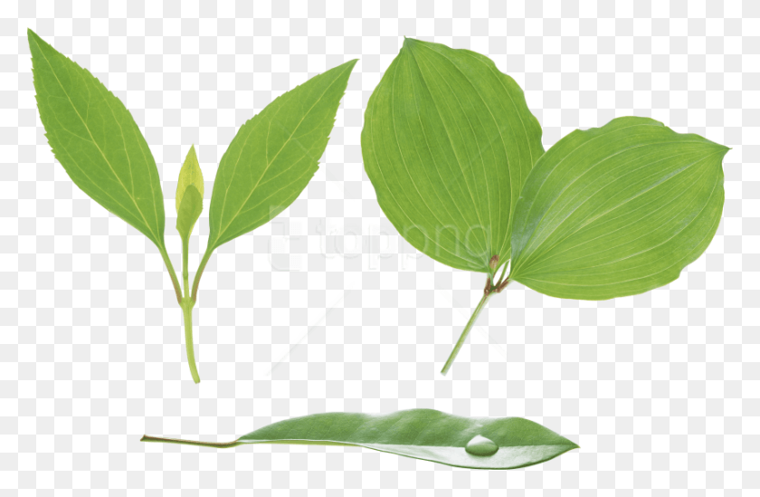 850x533 Free Green Leaves Images Background Leaf And Stem, Plant, Vase, Jar HD PNG Download