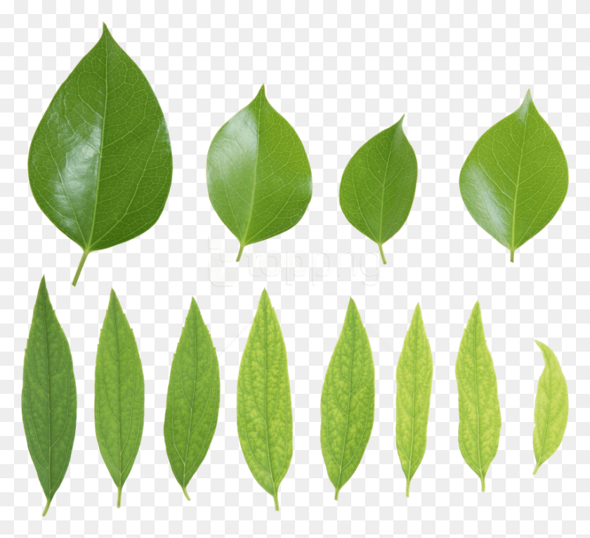 850x769 Free Green Leaves Images Background Listya Zelenie, Leaf, Plant, Pottery HD PNG Download
