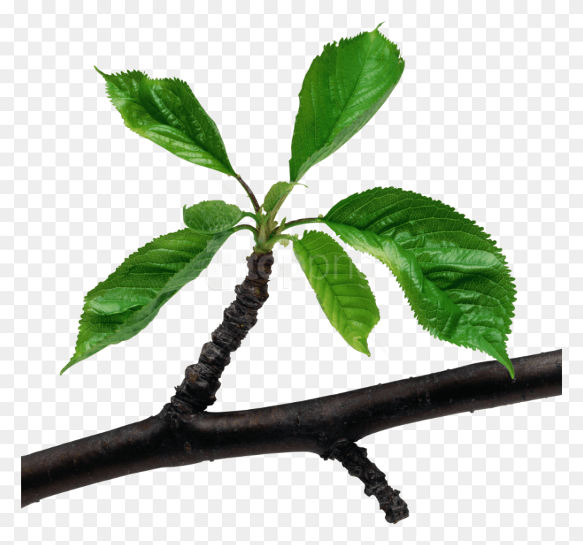 850x792 Бесплатные Зеленые Листья Изображения Фона Растет Дерево, Растение, Лист, Горшечное Растение Hd Png Скачать