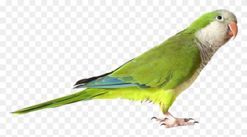 962x502 Free Green Parrot Images Transparent Parrot, Parakeet, Bird, Animal HD PNG Download