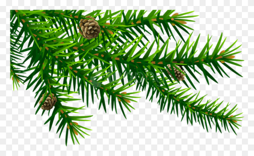 848x499 Free Green Pine Branch Pound Sign Christmas, Tree, Plant, Conifer HD PNG Download