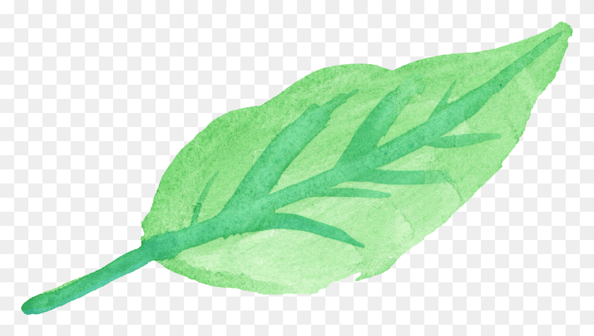 1482x791 Free Green Watercolor Leaves, Plant, Vegetable, Food HD PNG Download
