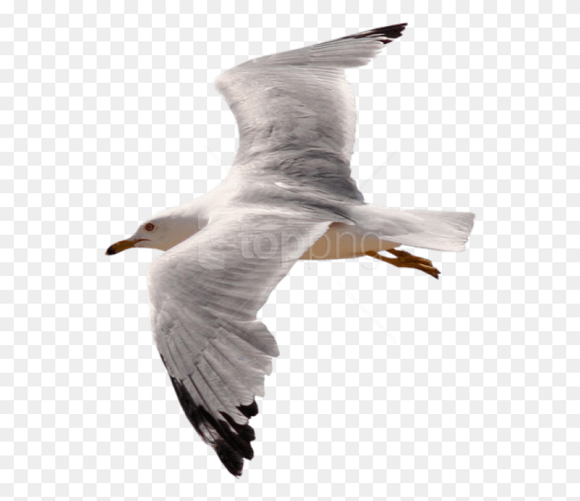 542x666 Free Gull Images Background Images Sea Birds Gif, Bird, Animal, Seagull HD PNG Download