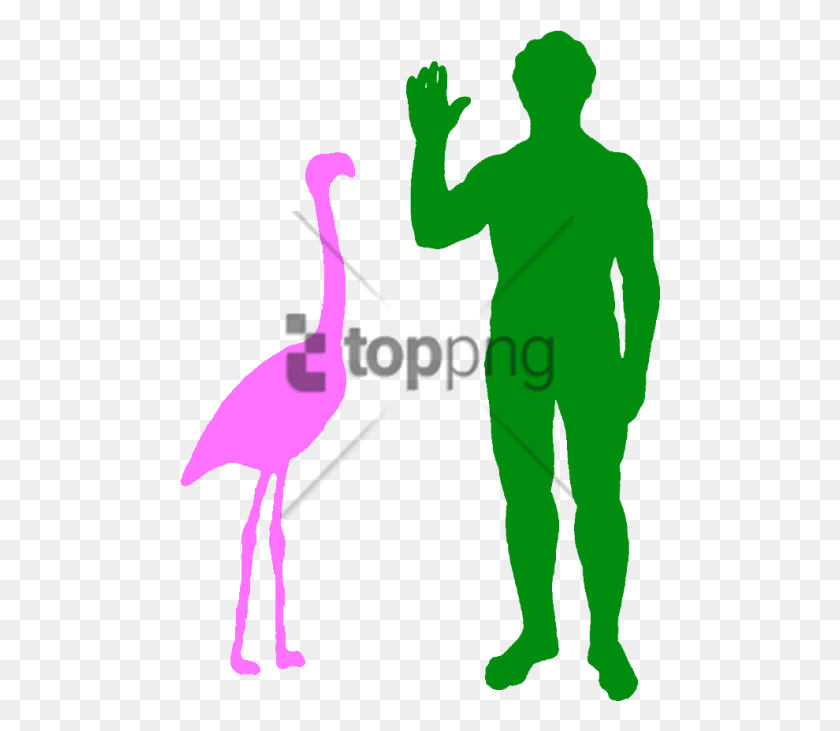 480x671 Free Haast Eagle Size Comparison Image With Flamingo Size Compared To Human, Person, Bird, Animal Descargar Hd Png