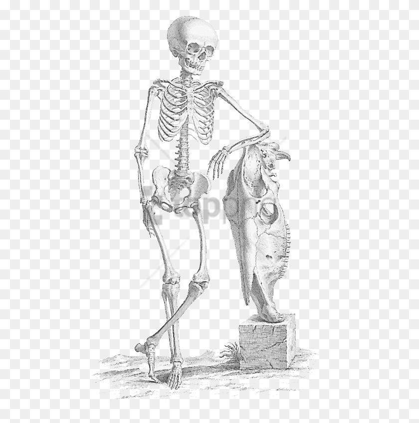 480x788 Descargar Png Esqueleto De Halloween Esqueleto Imágenes William Cheselden Print, Persona, Humano, Suelo Hd Png