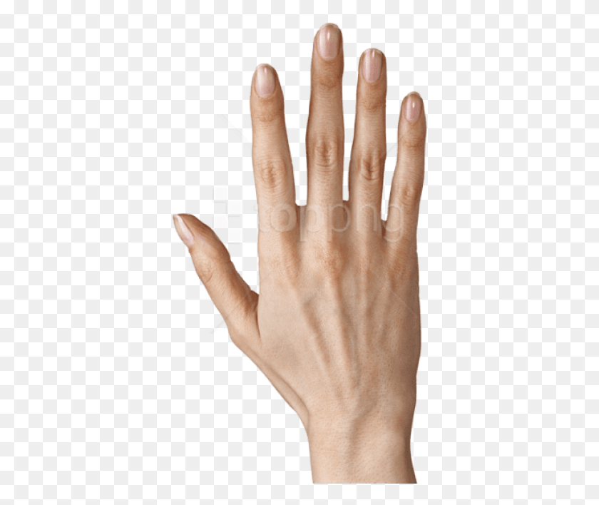 361x648 Free Hand Showing Five Fingers Images Transparent Girl Fingers, Person, Human, Finger HD PNG Download