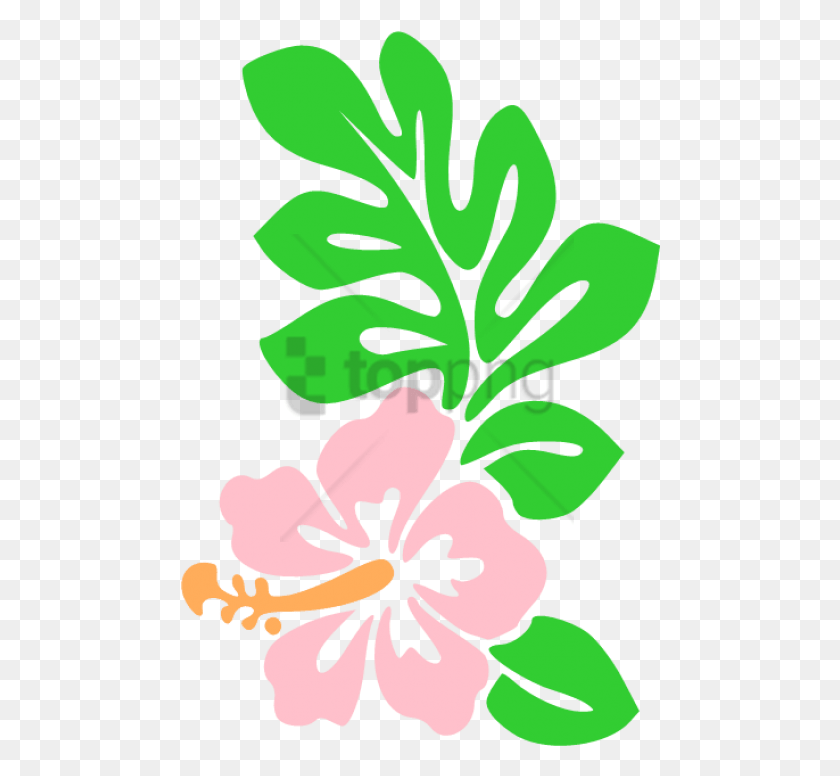 480x716 Png Гавайские Цветы Мультфильм Рисовать Гавайские Цветы Гавайи Цветок, Растение, Цветение, Ваза Png Скачать
