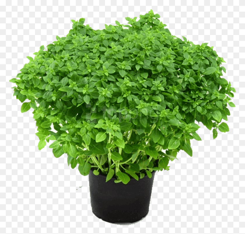 840x800 Free Herb Free Images Background Led Herb Garden, Plant, Potted Plant, Vase HD PNG Download