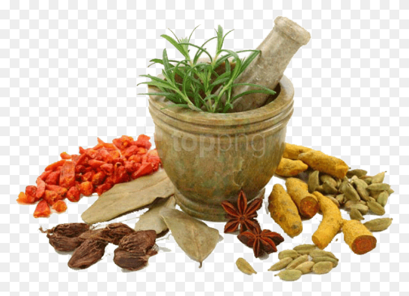 845x595 Free Herb Images Background Images Ayurvedic Medicine, Plant, Potted Plant, Vase HD PNG Download