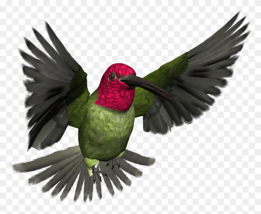 1494x1206 Free High Resolution Graphics And Clip Art High Resolution Bird Art, Bee Eater, Animal, Hummingbird HD PNG Download