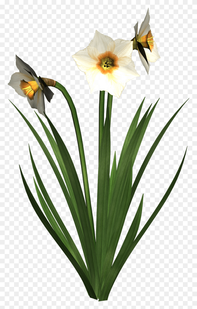 975x1568 Free High Resolution Graphics And Clip Art Paperwhite, Plant, Flower, Blossom HD PNG Download