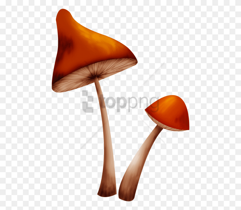 480x672 Free Hongo Dibujo Image With Transparent Background Hongo Dibujo, Plant, Agaric, Mushroom HD PNG Download