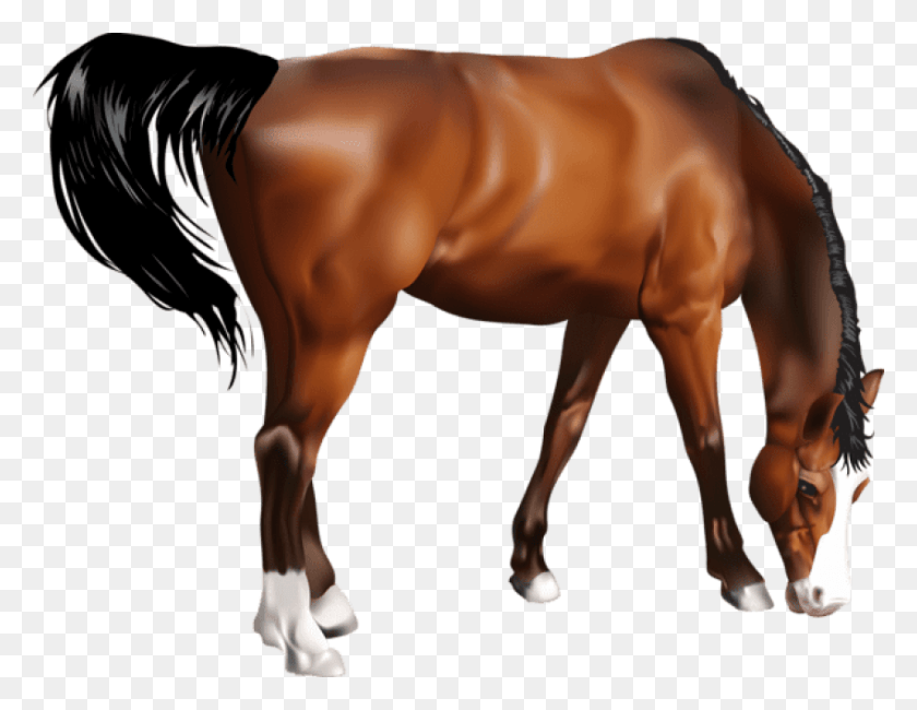 850x644 Бесплатные Изображения Лошадей Фоновые Изображения Щавель, Кольт Лошадь, Млекопитающее, Животное Hd Png Скачать