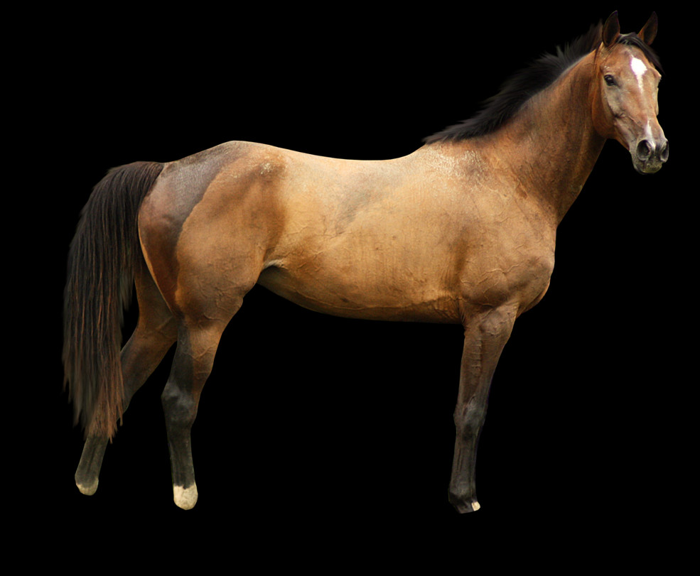 985x811 Free Horse Images Stallion, Mammal, Animal, Colt Horse HD PNG Download
