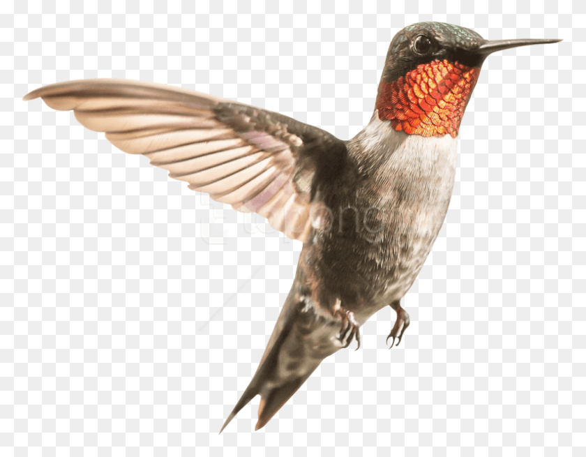 792x605 Free Hummingbird Images Background Ruby Throated Hummingbird Migration, Bird, Animal, Bee Eater HD PNG Download