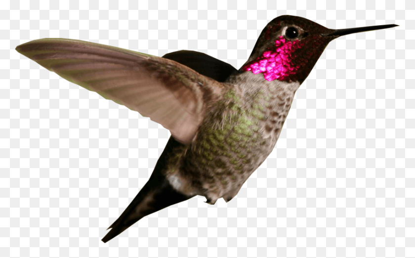850x504 Free Hummingbird Images Transparent Ruby Throated Hummingbird, Bird, Animal HD PNG Download