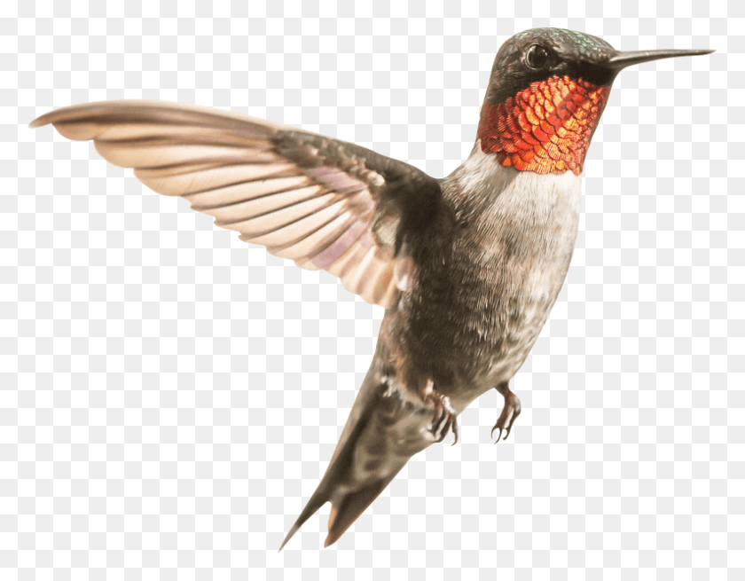 792x605 Free Hummingbird Images Transparent Ruby Throated Hummingbird Migration, Bird, Animal, Bee Eater HD PNG Download
