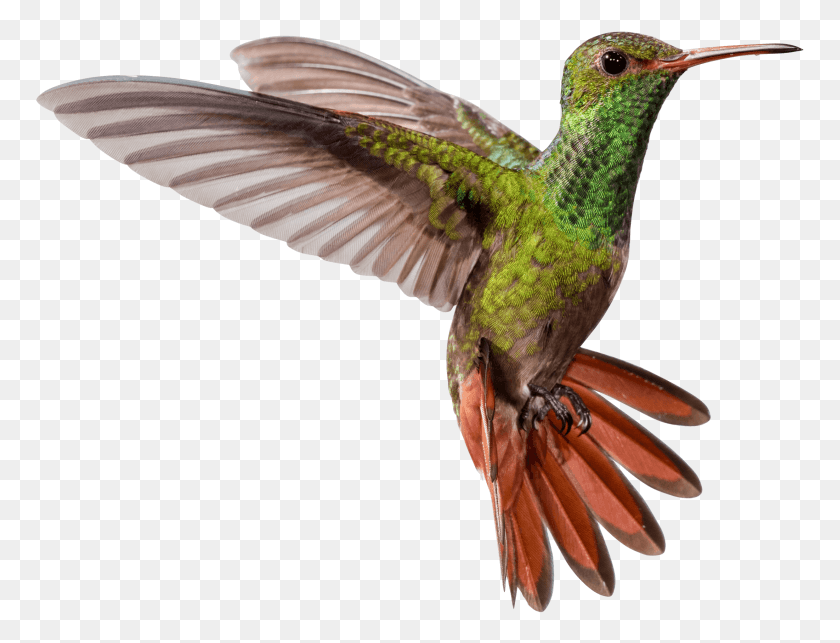 769x583 Free Hummingbird Pic Images Background Jacamar, Bird, Animal, Bee Eater HD PNG Download