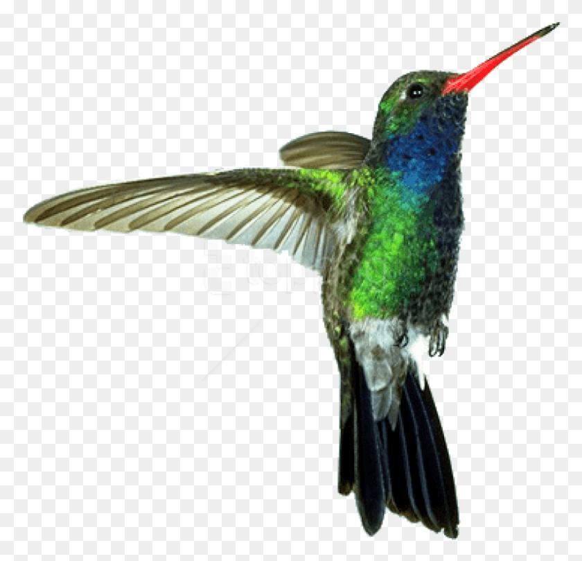 794x763 Free Hummingbird Red Green Images Humming Bird, Animal, Bee Eater HD PNG Download