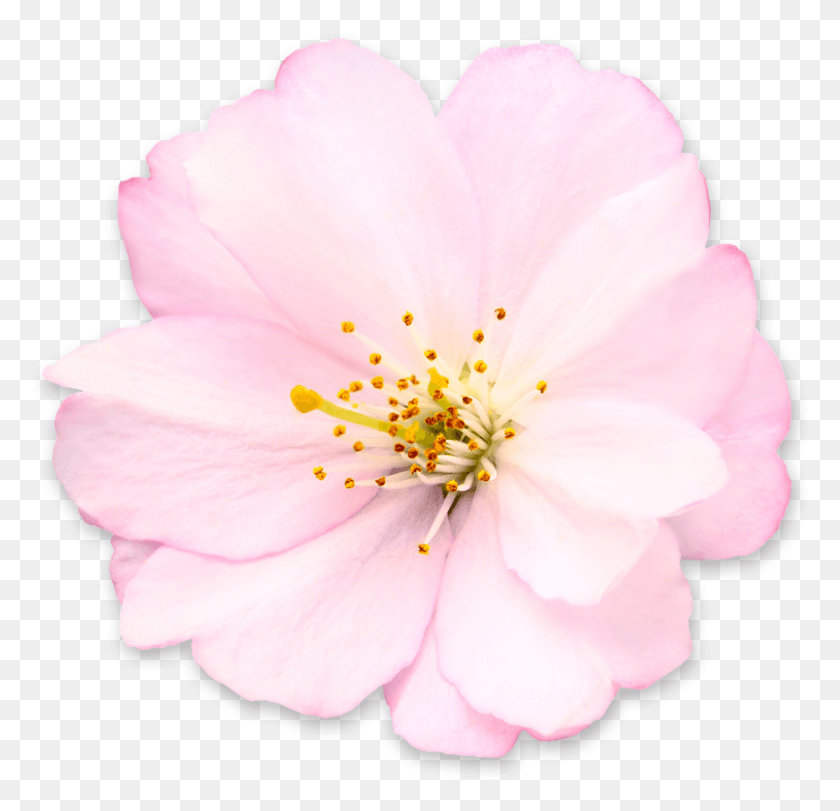 873x841 Free Icons Camellia Sasanqua, Plant, Rose, Flower HD PNG Download