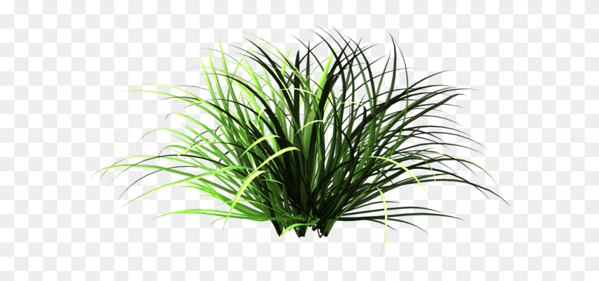 591x334 Free Icons Patch Of Grass, Plant, Vegetation, Bush HD PNG Download