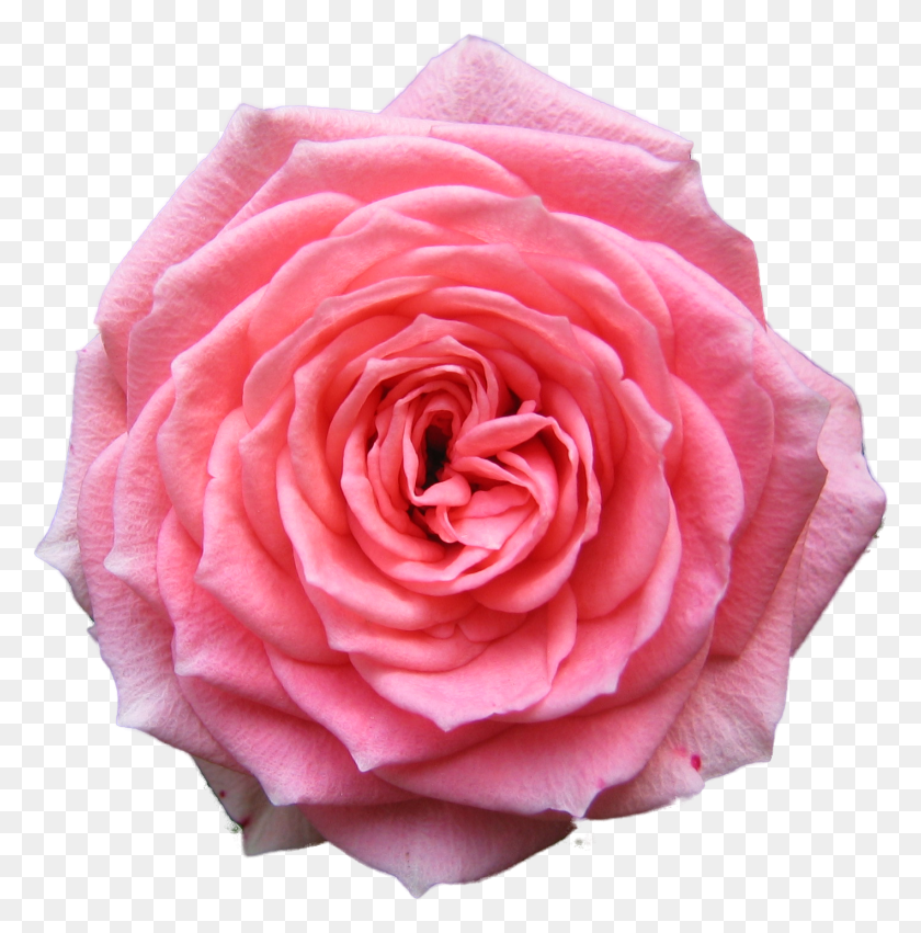 1417x1437 Бесплатные Иконки Розовый Цветок С Прозрачным Фоном, Роза, Цветок, Растение Hd Png Скачать