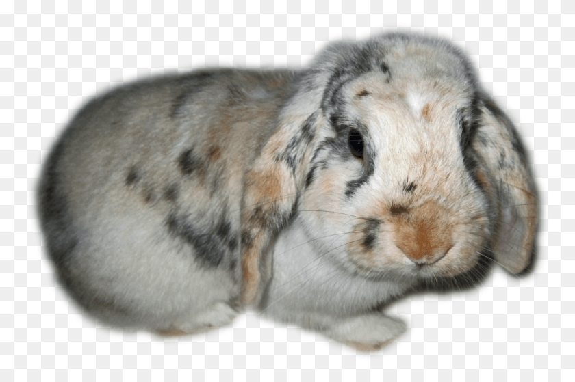 766x499 Бесплатные Иконки Кролики Картинки Прозрачный Фон, Грызун, Млекопитающее, Животное Png Скачать