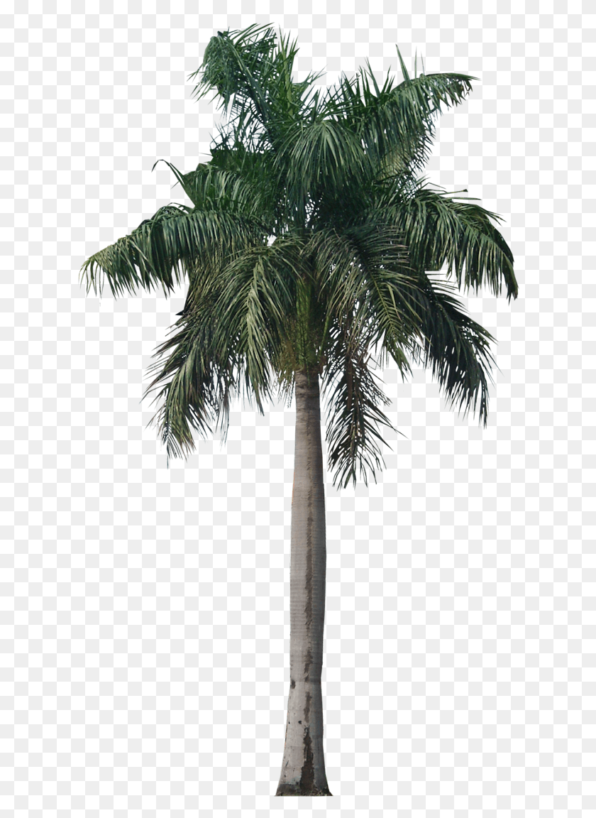 624x1092 Free Icons Royal Palm Tree, Tree, Plant, Arecaceae HD PNG Download