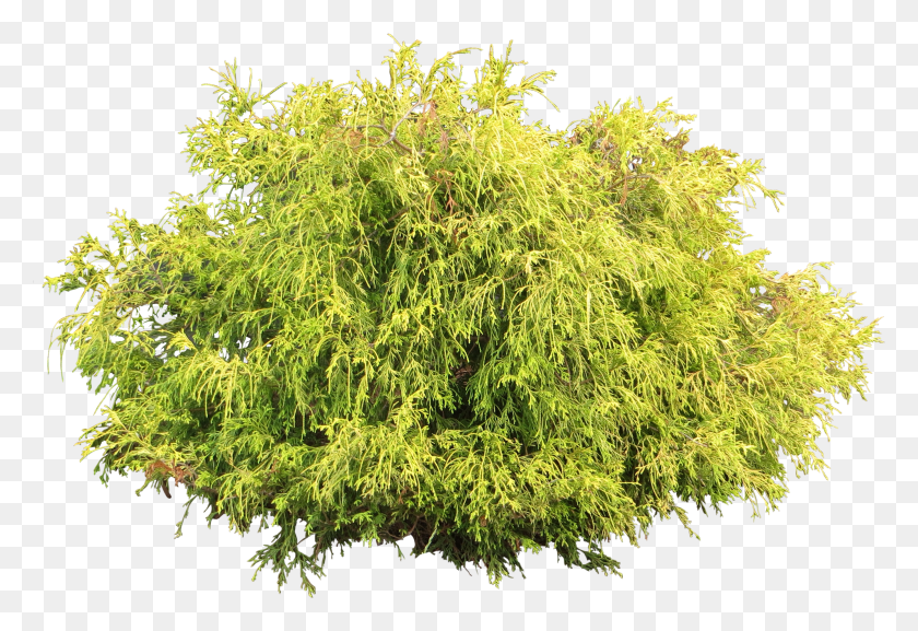 2691x1784 Free Icons Shrub HD PNG Download